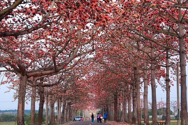 南市觀旅局表示，春天百花盛開，民眾可規劃觀展後順道走訪景點。南市府提供