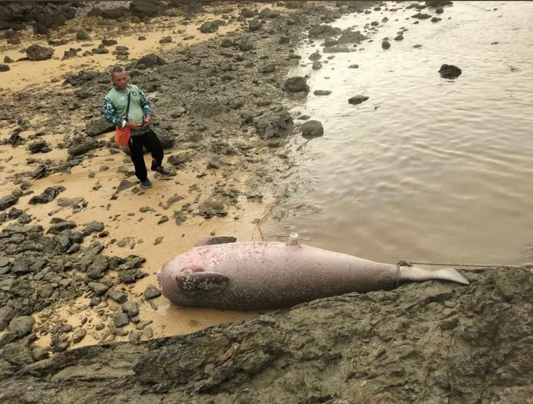 死亡儒艮長度超過2米，重達120公斤。Thairath