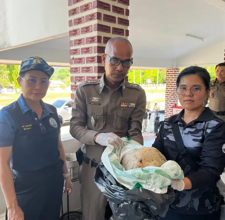 儒艮的頭部。Thairath