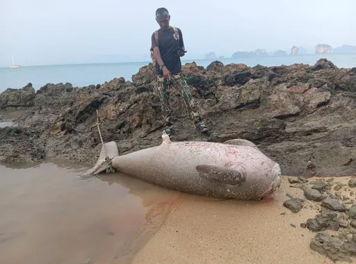 慎入！人魚慘遭斷頭　疑與泰國暗黑迷信有關
