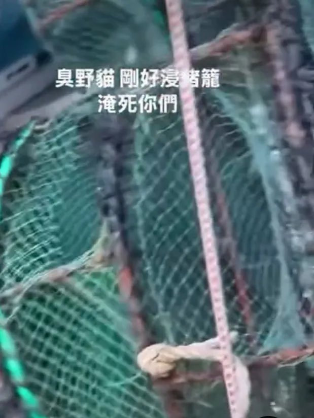 網路流傳虐貓影片。翻攝畫面