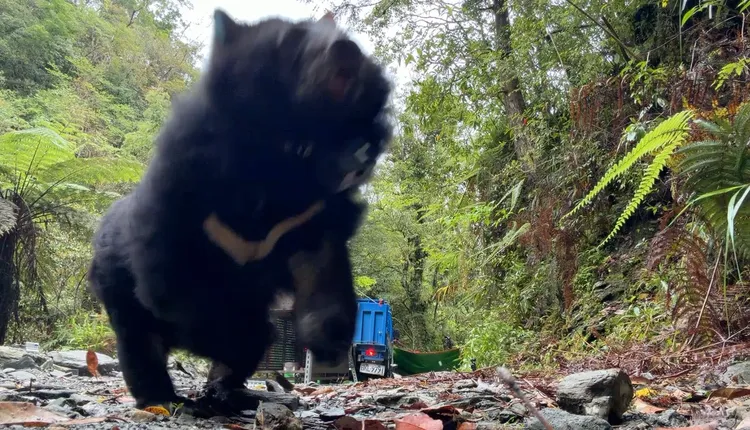 母熊烏莉（Uli）順利野放。林保署花蓮分署提供