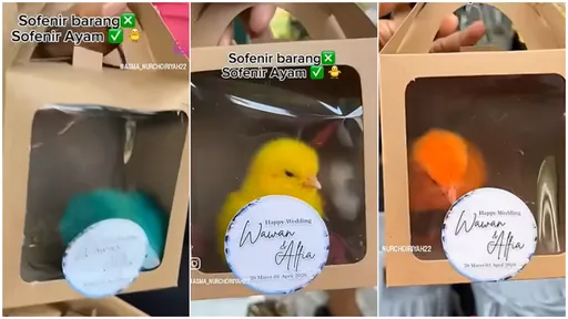 太殘忍！婚禮小物竟送「活體小雞」　一隻隻染成五顏六色裝小盒