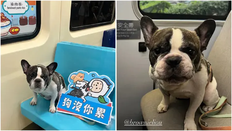 北捷4/11開放寵物友善的狗狗列車，法鬥布朗尼也上車。翻攝《brownieliou》IG