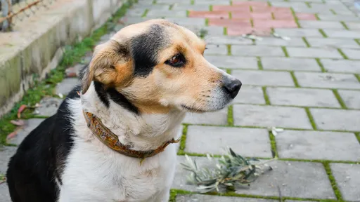 餐廳潑沸水趕流浪狗害牠被撞死　炎上沒用「不可能究責」