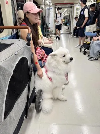 今日許多飼主特地帶著毛孩前來體驗「狗狗友善列車」。北捷提供