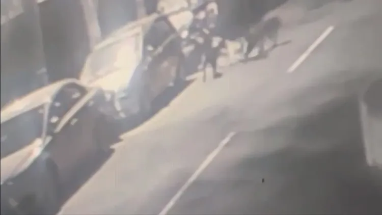 上月24日南區綠川旁忠孝路也有街貓遭同批獵犬咬死。吳佩芸提供