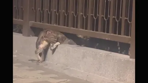 台中驚見「3黑1黃」獵犬群咬死街貓　疑受人指揮！殘忍畫面曝光