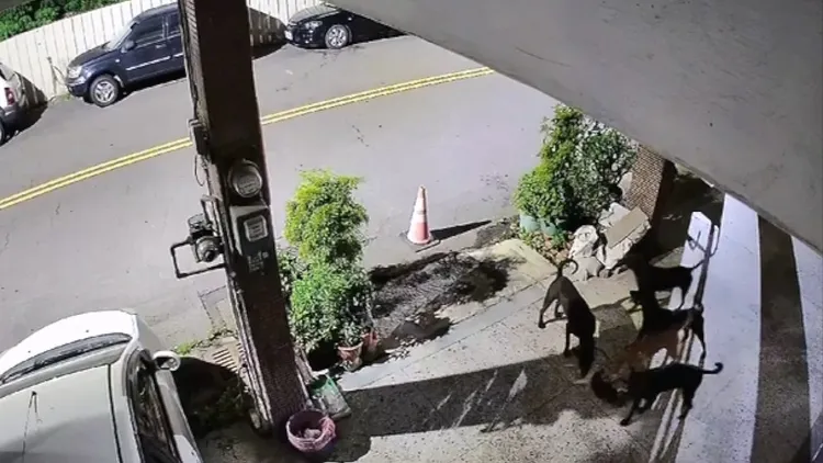 發生在2023年的大里區街貓遭4犬攻擊慘死。吳佩芸提供