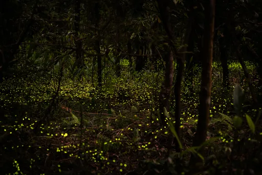 夢幻綠光大爆發！坪林變身螢光樂園　賞螢、賞桐、市集一次滿足