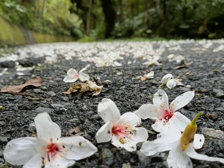 不僅夜間賞螢，坪林親水吊橋周邊賞螢小徑白天可賞油桐花。公所提供