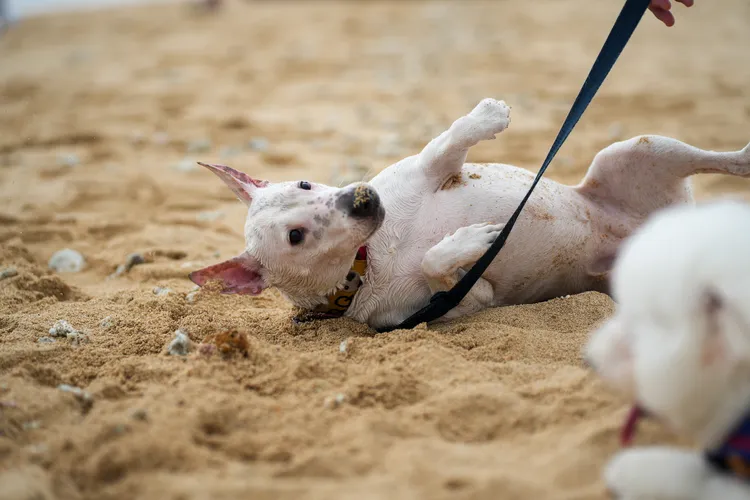 帶毛孩子登島同樂。田欣雲攝