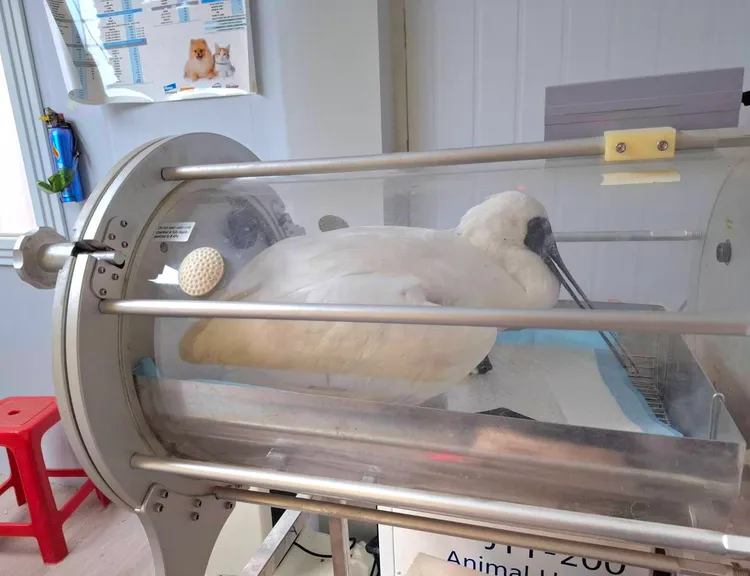 黑面琵鷺被送往獸醫院治療，仍因過於虛弱死亡。縣府提供