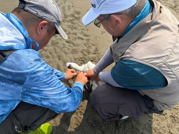 苗栗縣農業處人員協助救出受困的黑面琵鷺。縣府提供