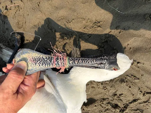 黑面琵鷺落難苗栗後龍溼地　嘴腳多種魚線纏繞！送醫不治