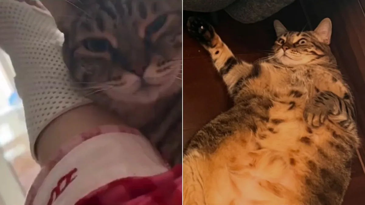 7.5kg寵物貓陪睡一晚　女飼主手腕骨折了