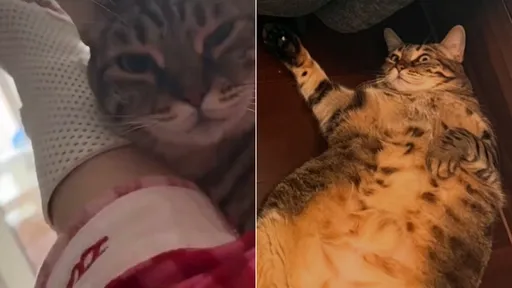 7.5kg寵物貓陪睡一晚　女飼主手腕骨折了