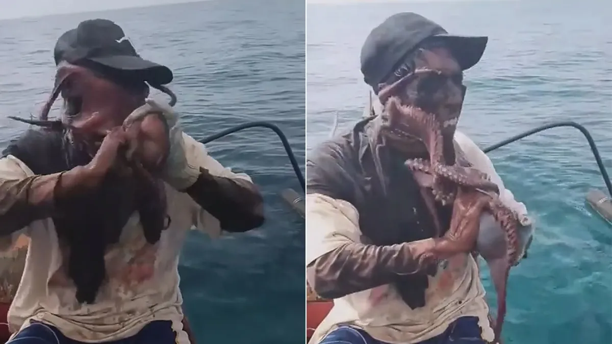 對決影片｜章魚被捕「罩臉反擊」　漁夫一露臉讓網友全驚了