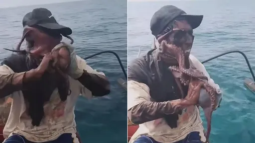 對決影片｜章魚被捕「罩臉反擊」　漁夫一露臉讓網友全驚了