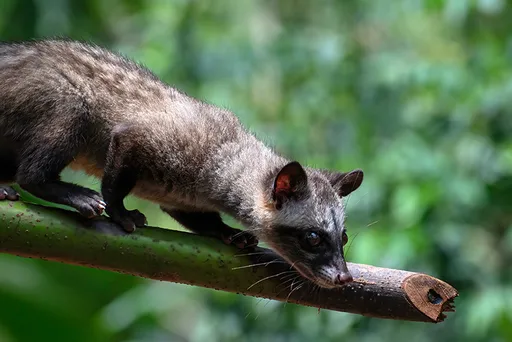 壹蘋派生活美語　都市裡的野鄰居