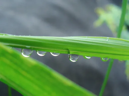 穀雨將至開運時機到！專家揭「5大招財避邪法」　貼對「穀雨貼」防小人又招福