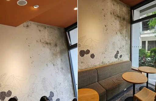星巴克店內整面牆發霉！客怨：反映月餘「還是一樣噁心」