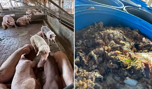 違法從台中載運廚餘養豬　彰化2豬場遭重罰40萬起跳