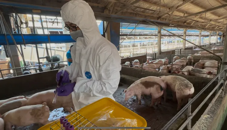 動防所人員在涉案豬所採樣檢驗。縣府提供