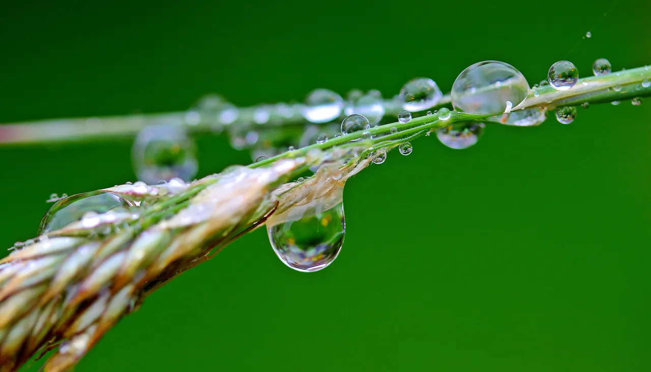 穀雨節氣將至！春季最後能量爆發 5生肖財運翻倍｜壹蘋新聞網