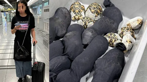怎麼藏的？19歲苗條台女貼身綁30隻印度星龜　走路怪異曼谷遭逮
