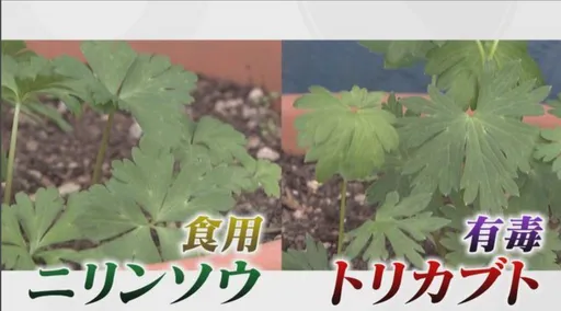 以為是野菜結果是毒草...　日本八旬翁送醫救不回