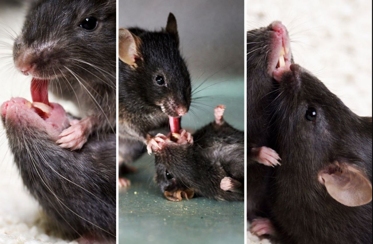 狂舔眼還拉舌頭 實驗發現老鼠驚人天性
