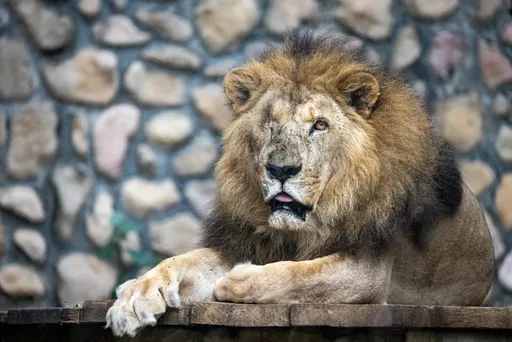 壽山動物園非洲獅「二哥」辭世！享壽23歲　粉絲萬分不捨
