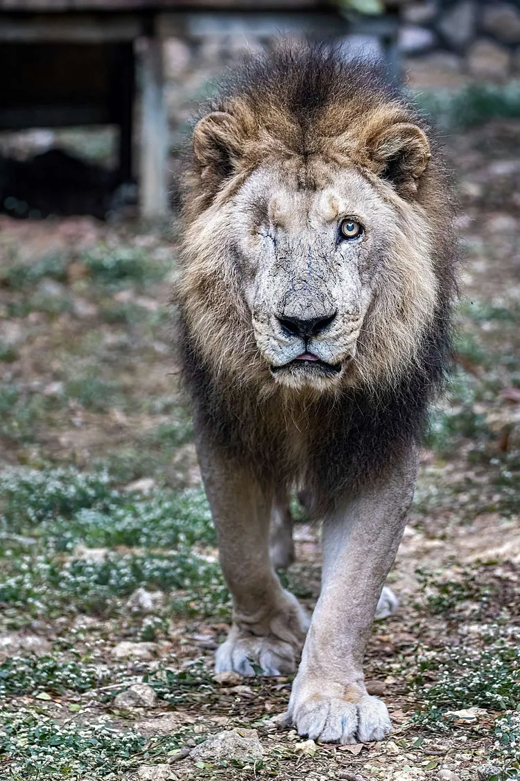 非洲獅「二哥」歷經多次醫療處置，牠仍堅強面對。壽山動物園提供