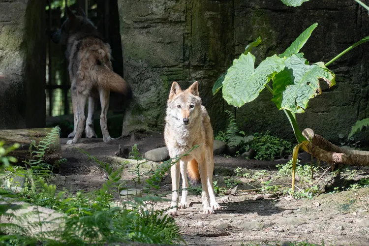 灰狼「蘿拉」2011年從莫斯科動物園來到北市動物園。台北市立動物園提供