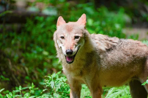 北市動物園最後1隻灰狼蘿拉　心臟疾病人道安置今離世