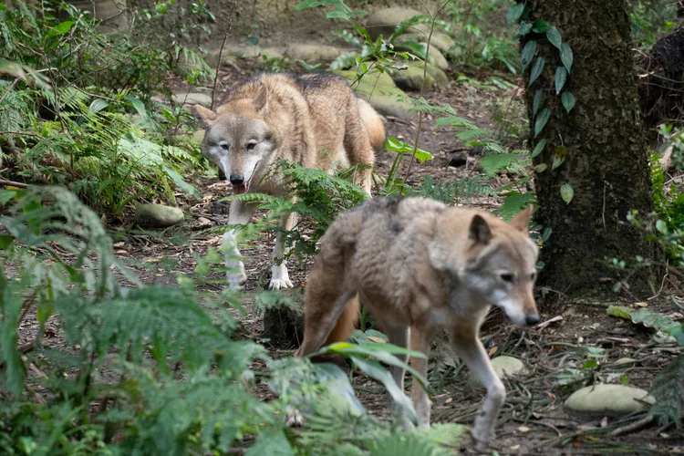 當年公灰狼「沃夫」跟母灰狼「蘿拉」一起抵達台北，但是「沃夫」2025年5月辭世。台北市立動物園提供