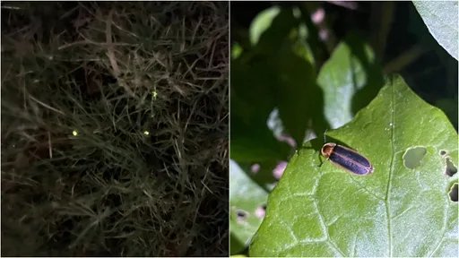 獨家｜看螢火蟲不用開車3小時！橋頭糖廠旁典寶溪藏都市秘境
