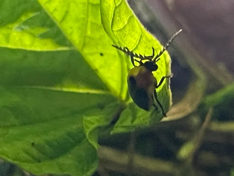 生活在典寶溪畔的是台灣?螢。楊吉壽提供