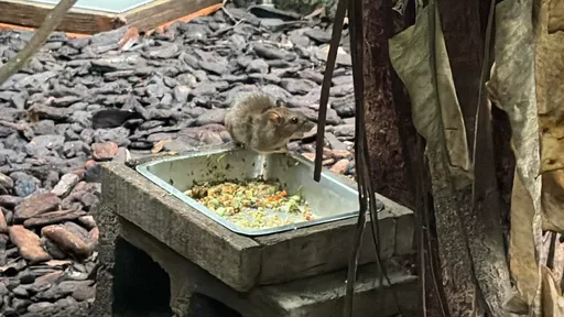 鼠輩出沒！動物園、中正紀念堂都淪陷　律師帶孩驚見老鼠與穿山甲搶食！