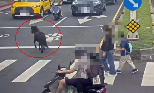 沒看錯！北投路上有「馬」出沒　飼主要被開罰了