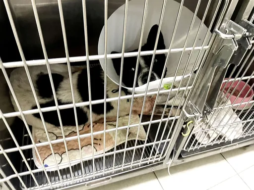 遭十字弓穿胸！重傷家犬現況曝光　殺狗男重罰15萬再移送法辦