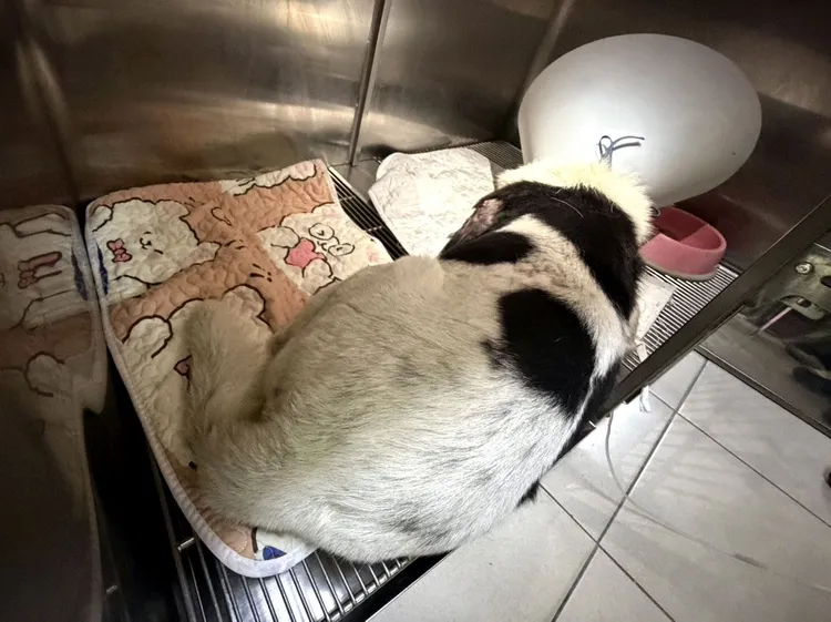 遭十字弓射穿胸部的家犬尚未脫離險境。縣府提供