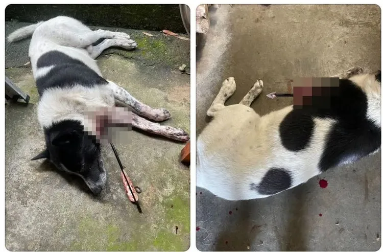 遭十字弓射穿胸口的家犬，昨天被發現時奄奄一息。民眾提供