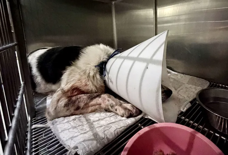 受傷犬隻因為傷勢嚴重，至少還需要觀察5到7天，避免傷口感染、發炎。縣府提供