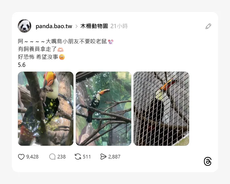 給人溫馨印象的大巨嘴鳥，竟用喙部夾住一隻大老鼠，並不斷擺動頭部將老鼠「甩來甩去」。
