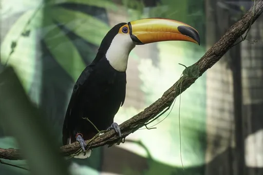 安鼠之亂燒進動物園！大巨嘴鳥「叼鼠狂甩」嚇壞遊客