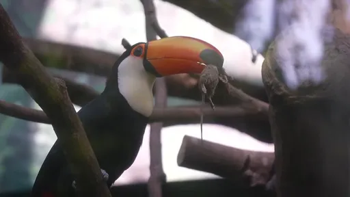 安鼠之亂燒進動物園！大巨嘴鳥「叼鼠狂甩」嚇壞遊客