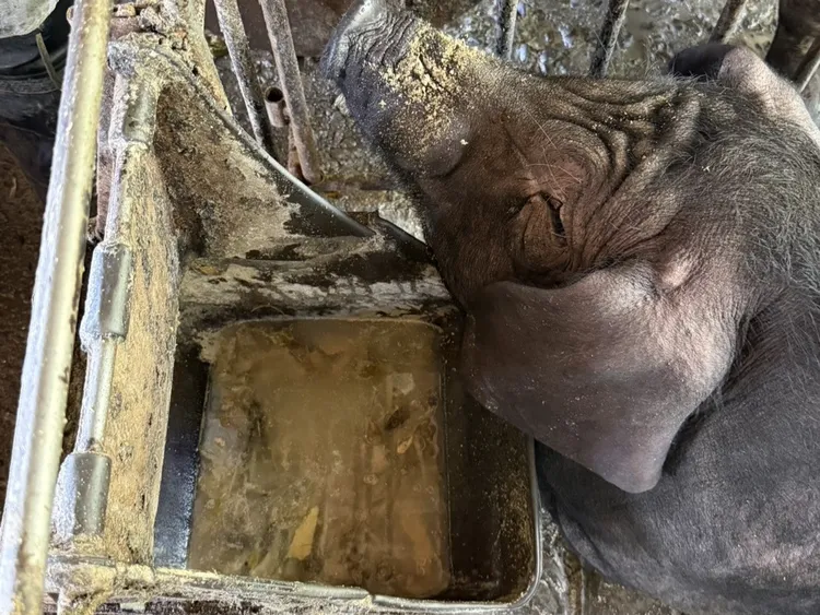 屏東縣政府查獲潮州養豬場現場有違規餵飼廚餘。翻攝畫面