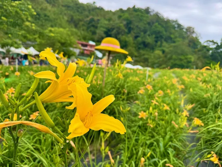 金針花海。農業局提供